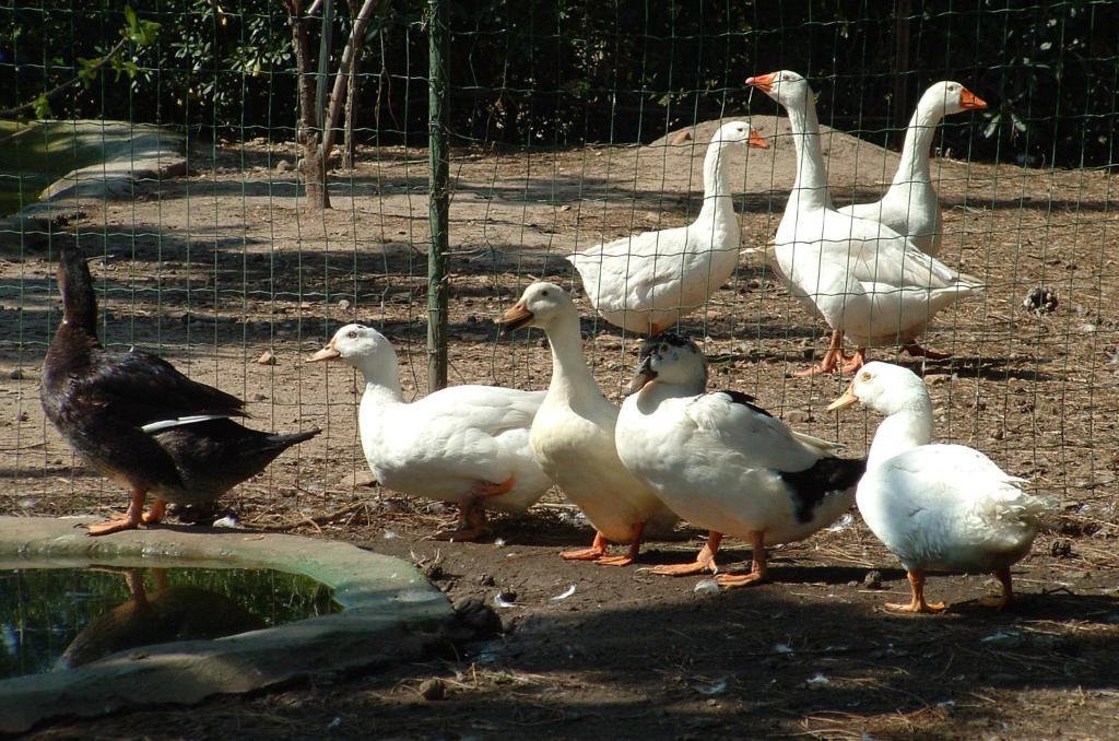 מלון ואלדוריה Agriturismo Crabileddu מראה חיצוני תמונה